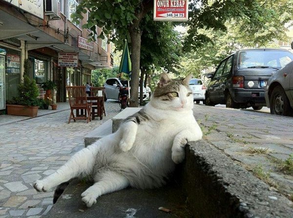 chill-cat